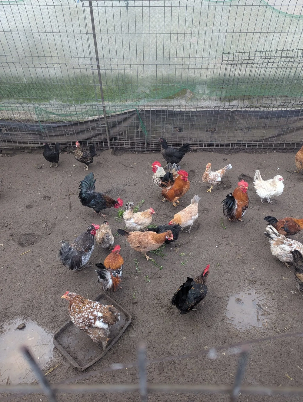 Vand gainute si cocosi pitici