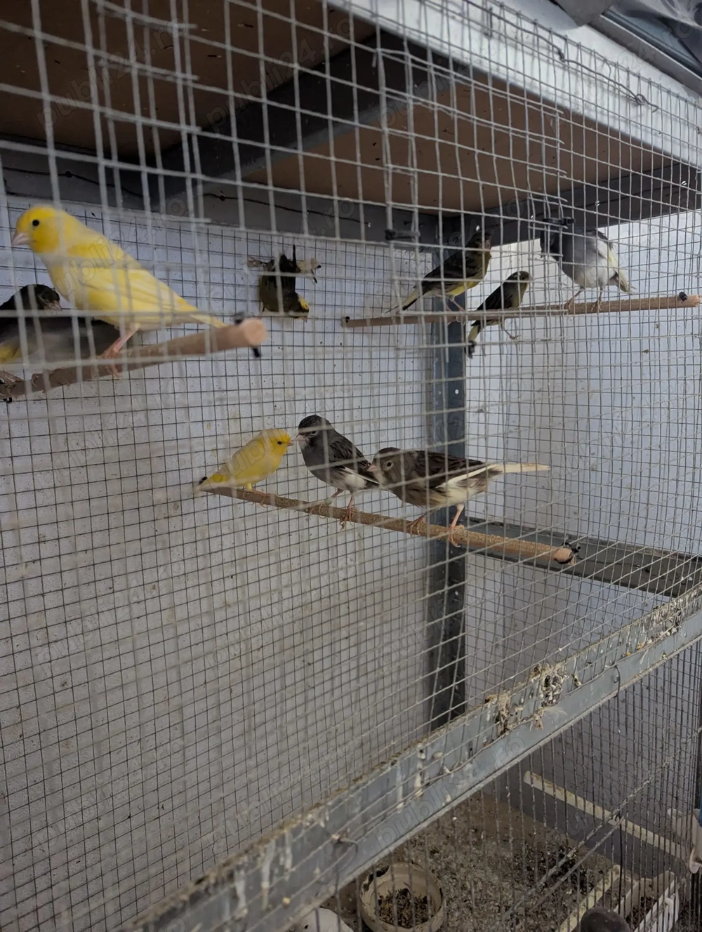 Vand turturele de senegal, pescarusi japonezi si papagali cantatori