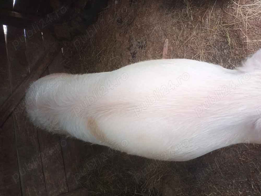 Vand purcea de 11 luni