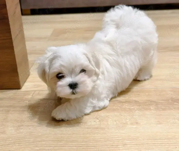 Bichoni maltezi mini toy 