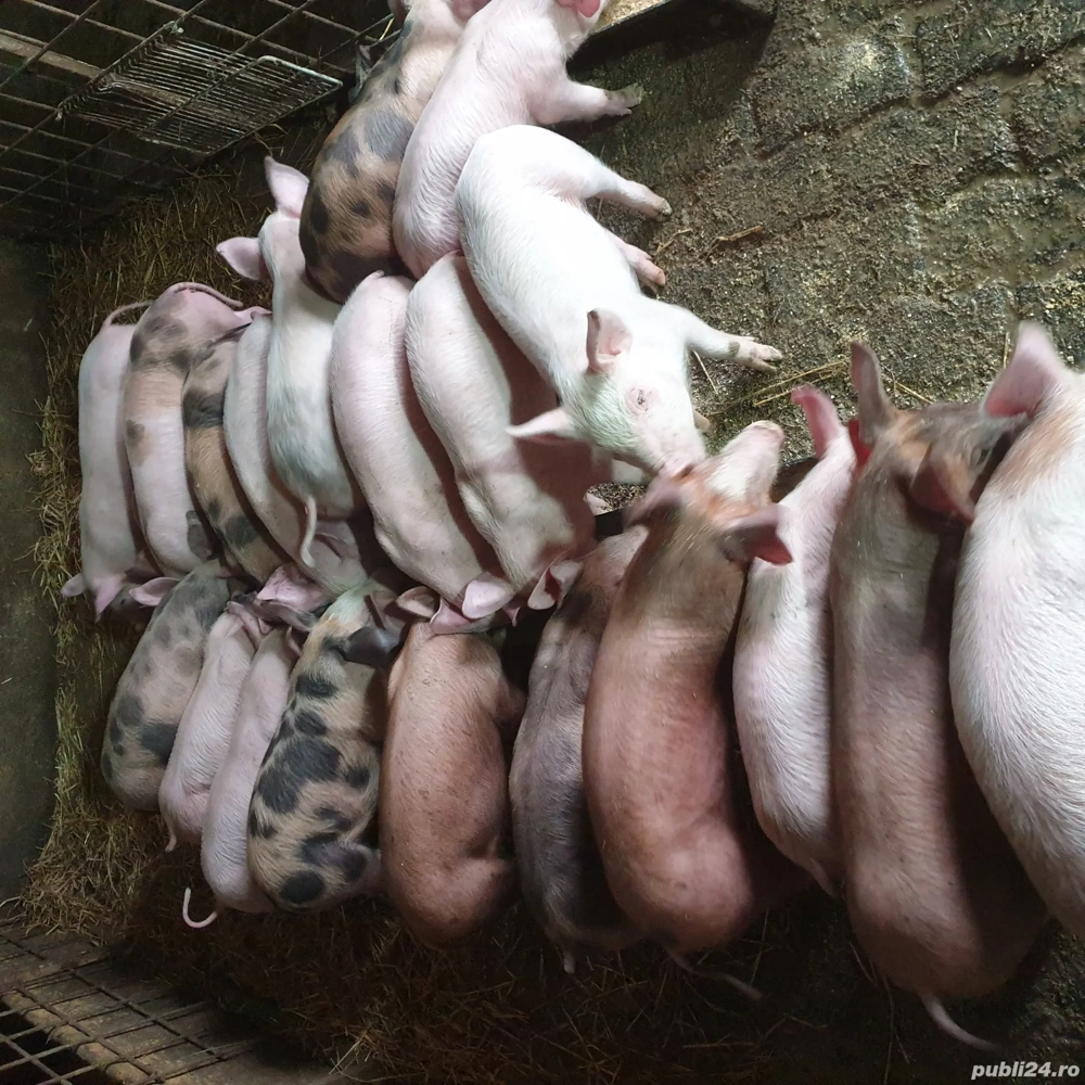 Vand purcei de 10 săptămâni