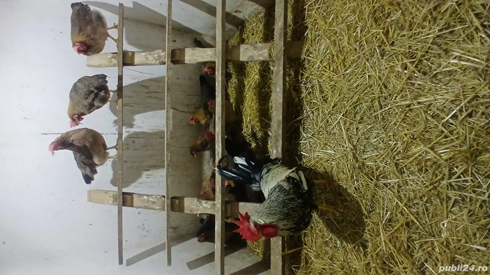 De vanzare oua de incubat italiene, australorp si ameraucana 