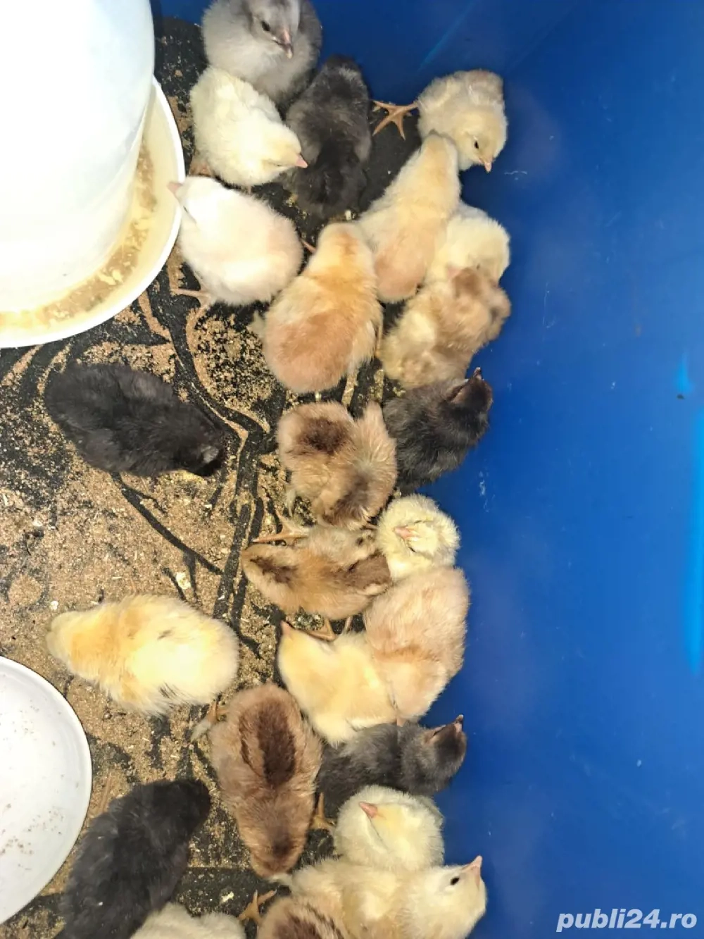 vând 28 pui din oua verzi 