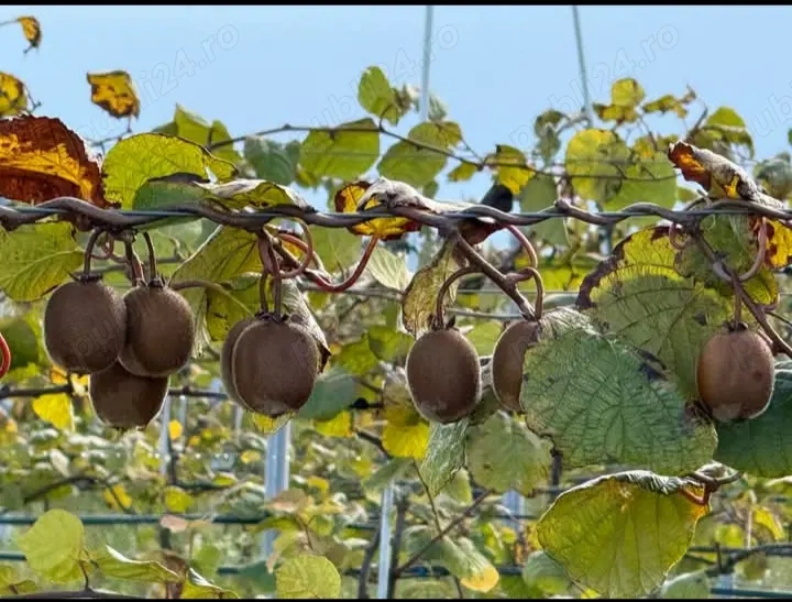 Se caută persoane serioase