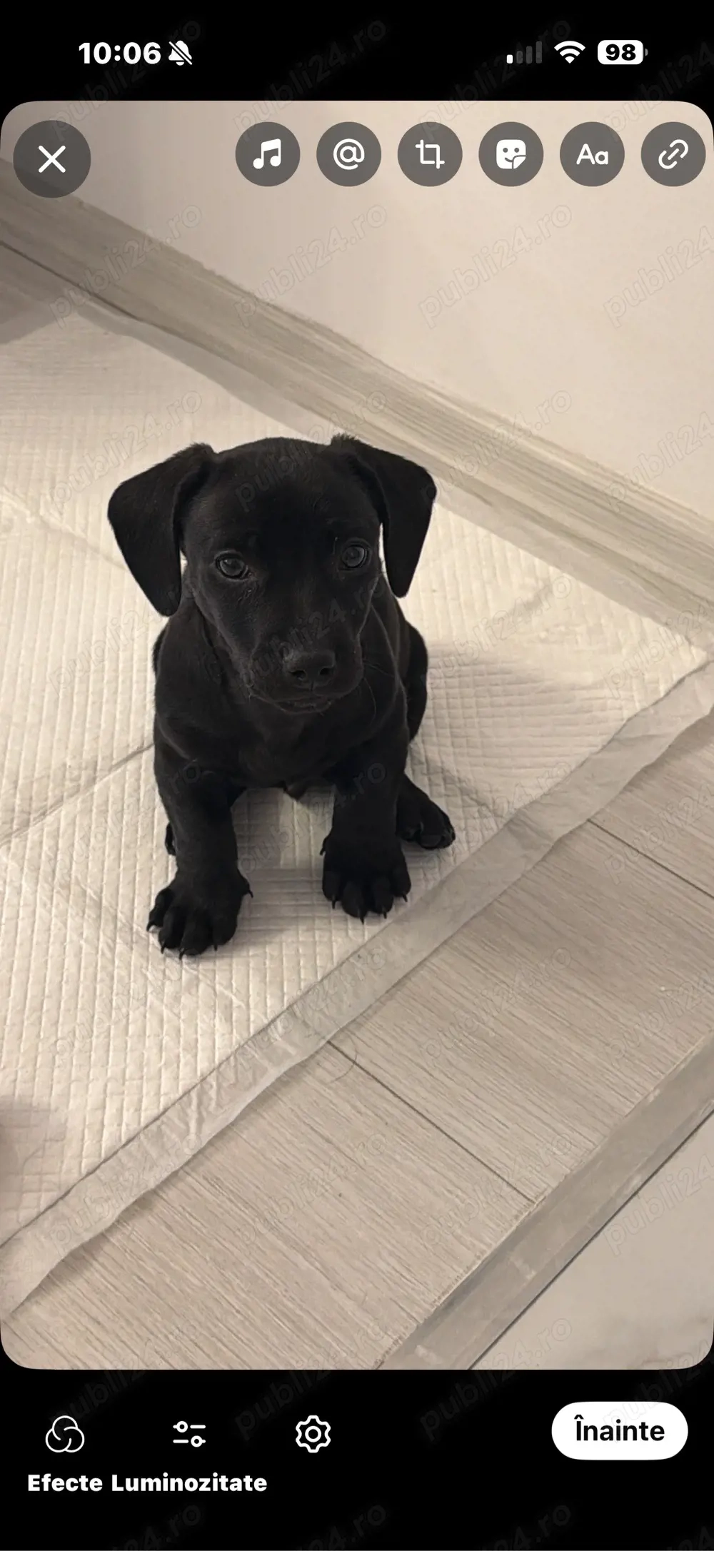 Donez pui teckel all black