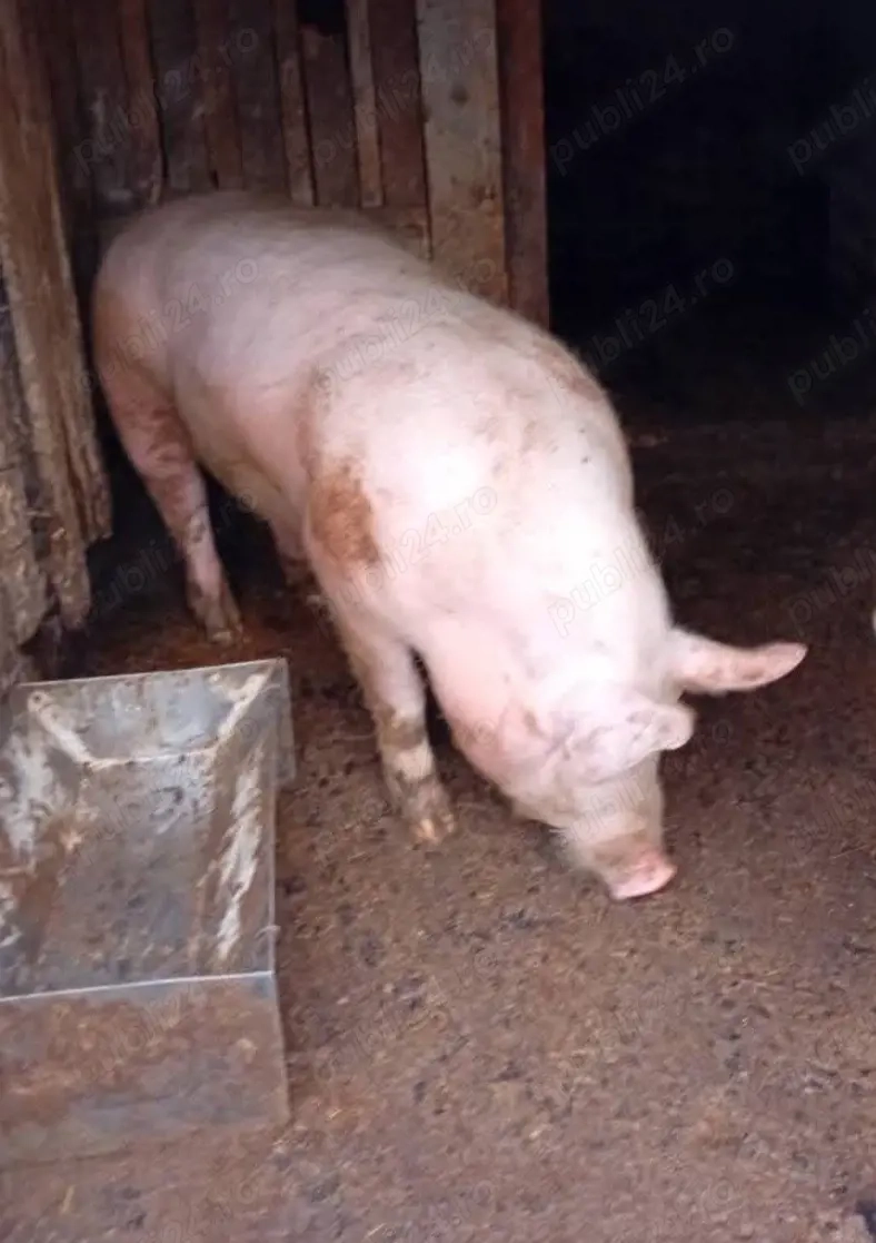 Scroafa metis Landrace cu Pic 