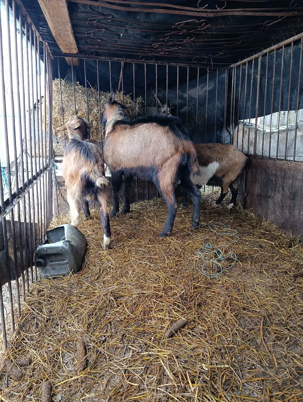 vand tapii alpina franceza