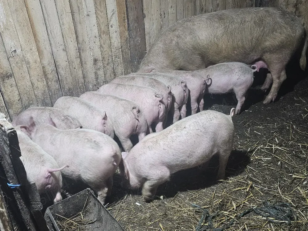 vând scrofa la 2 fatare cu 13 purcei de 12 săptămâni rasa marele alb cu pic 
