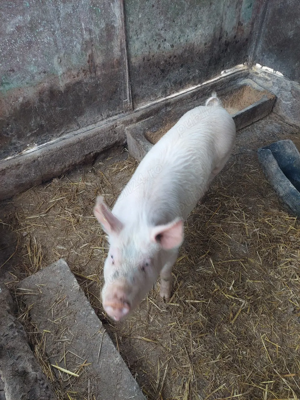 vier de vanzare 5 luni jumate 