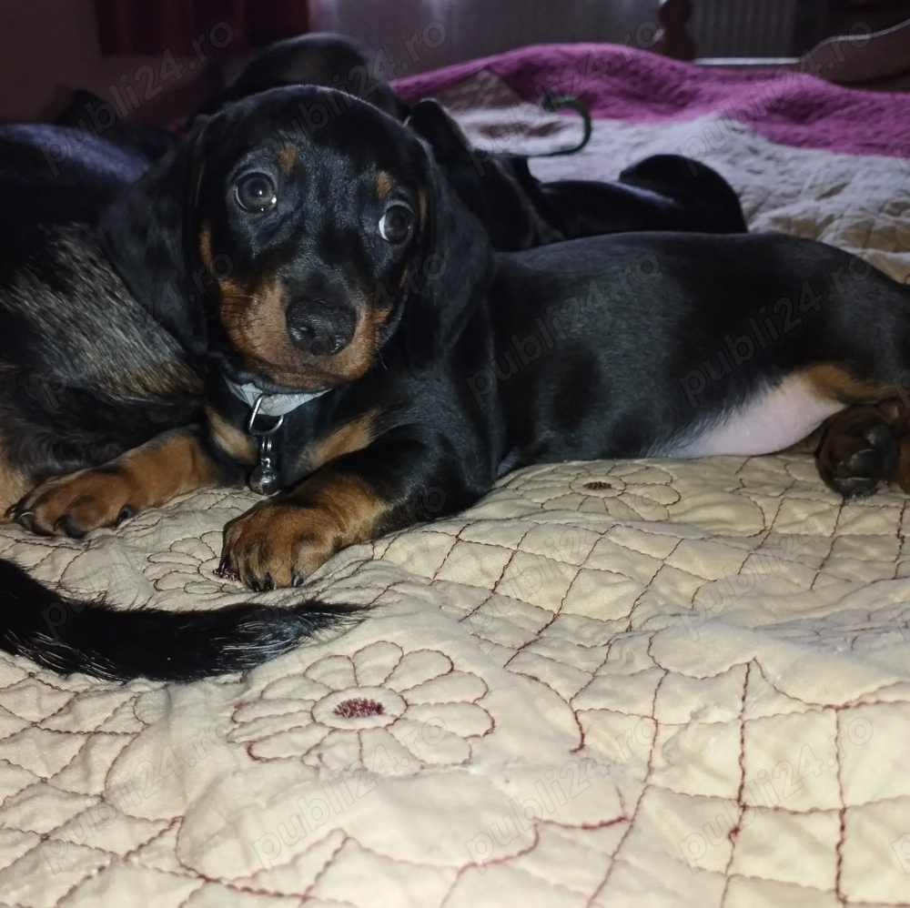 O fetita Teckel jucausa