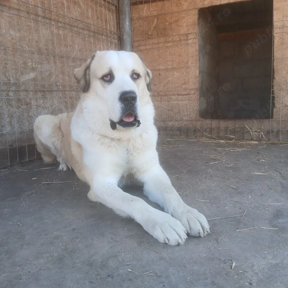 mascul asia centrala 