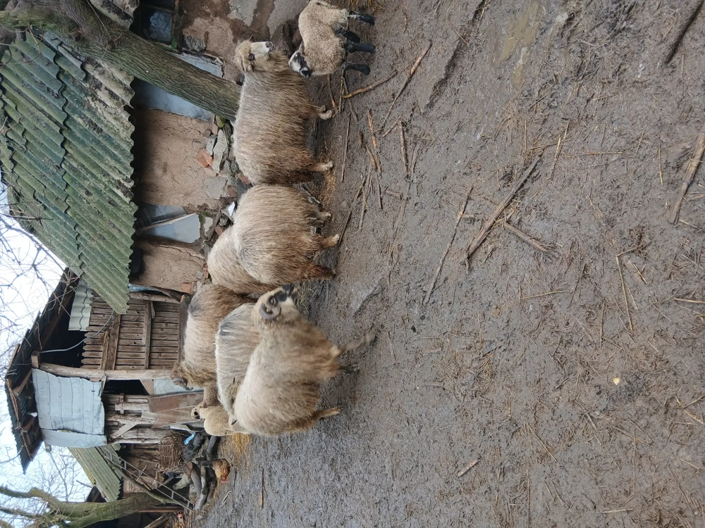Vând șase oi și patru miei mari