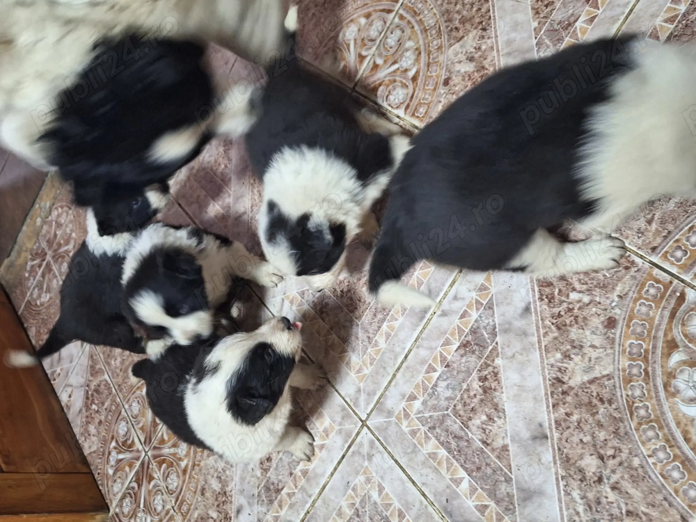 Căței Border Collie