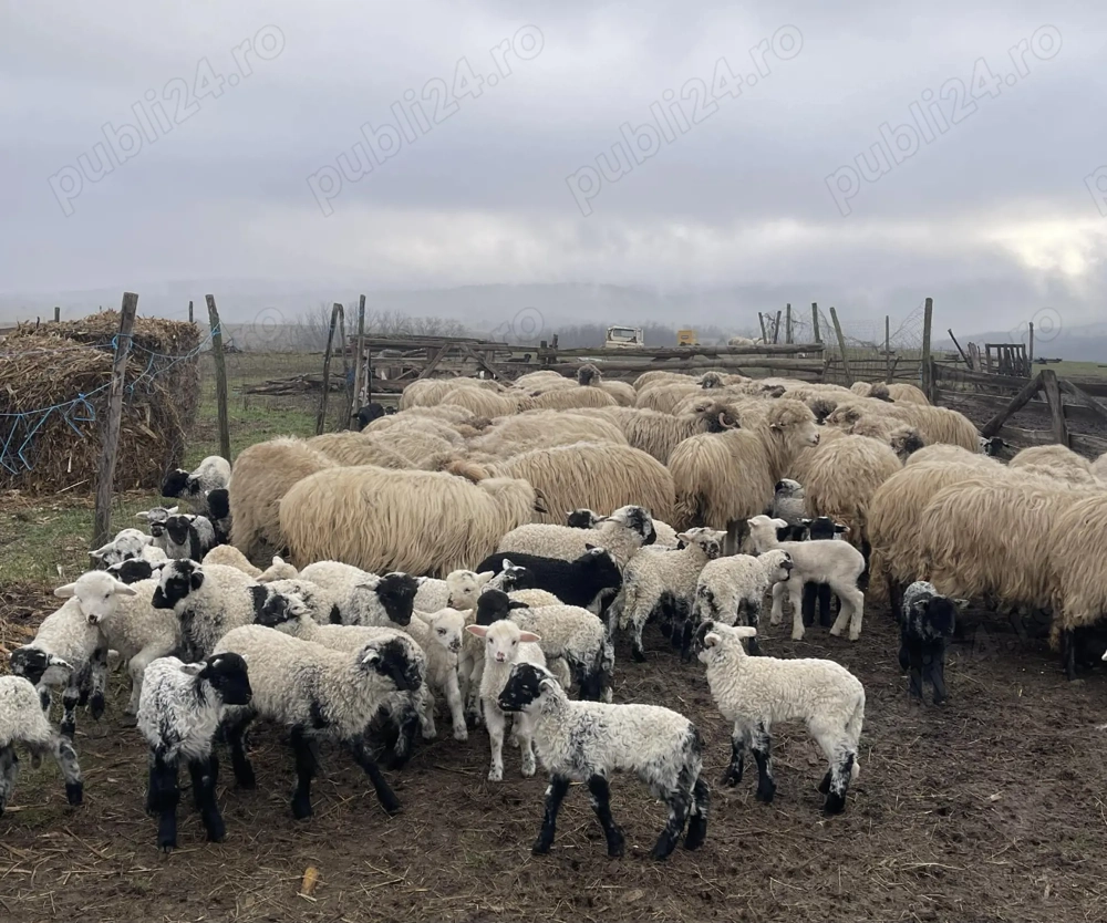 Vind 100 de oi cu miei pe ele 