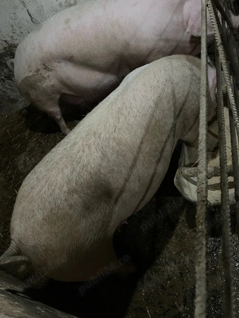 Scoafe si scrofite gestante montate cu artificial 