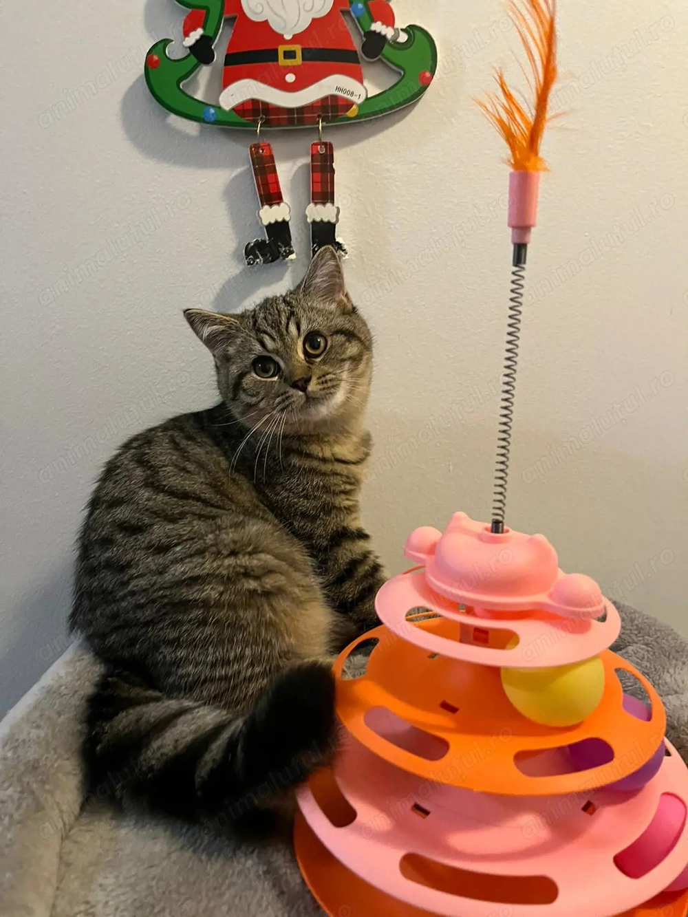 British Shorthair și British Longhair