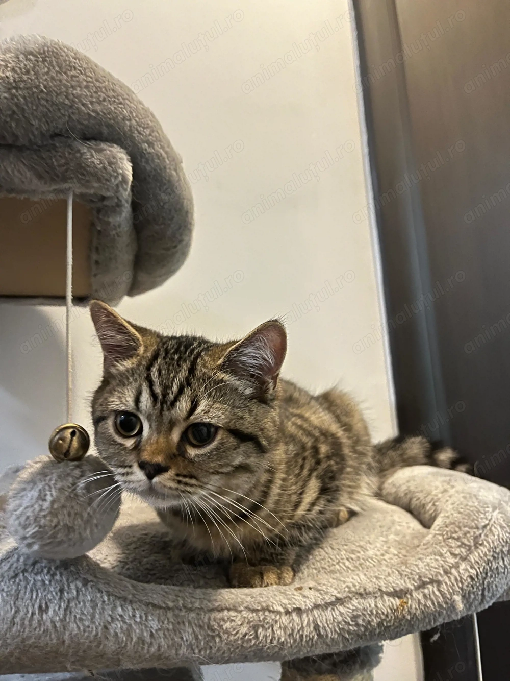 British longhair TIGRATI