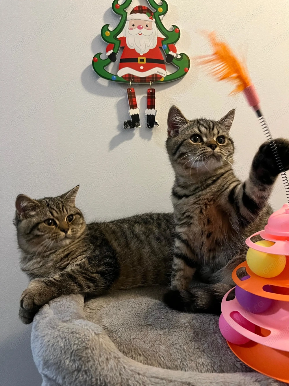 British Shorthair TIGRATI