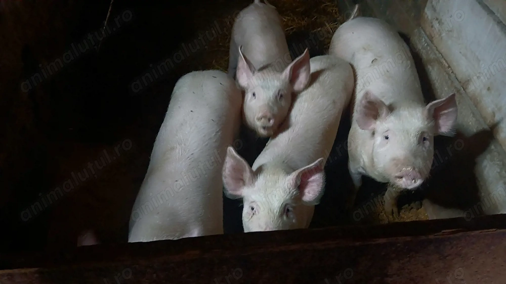 Vand purcelusi rasa landras-pietran