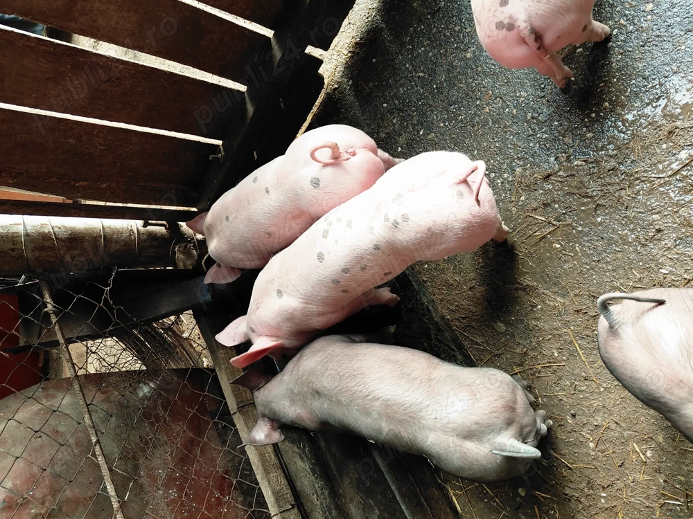 Vand      purcei     .