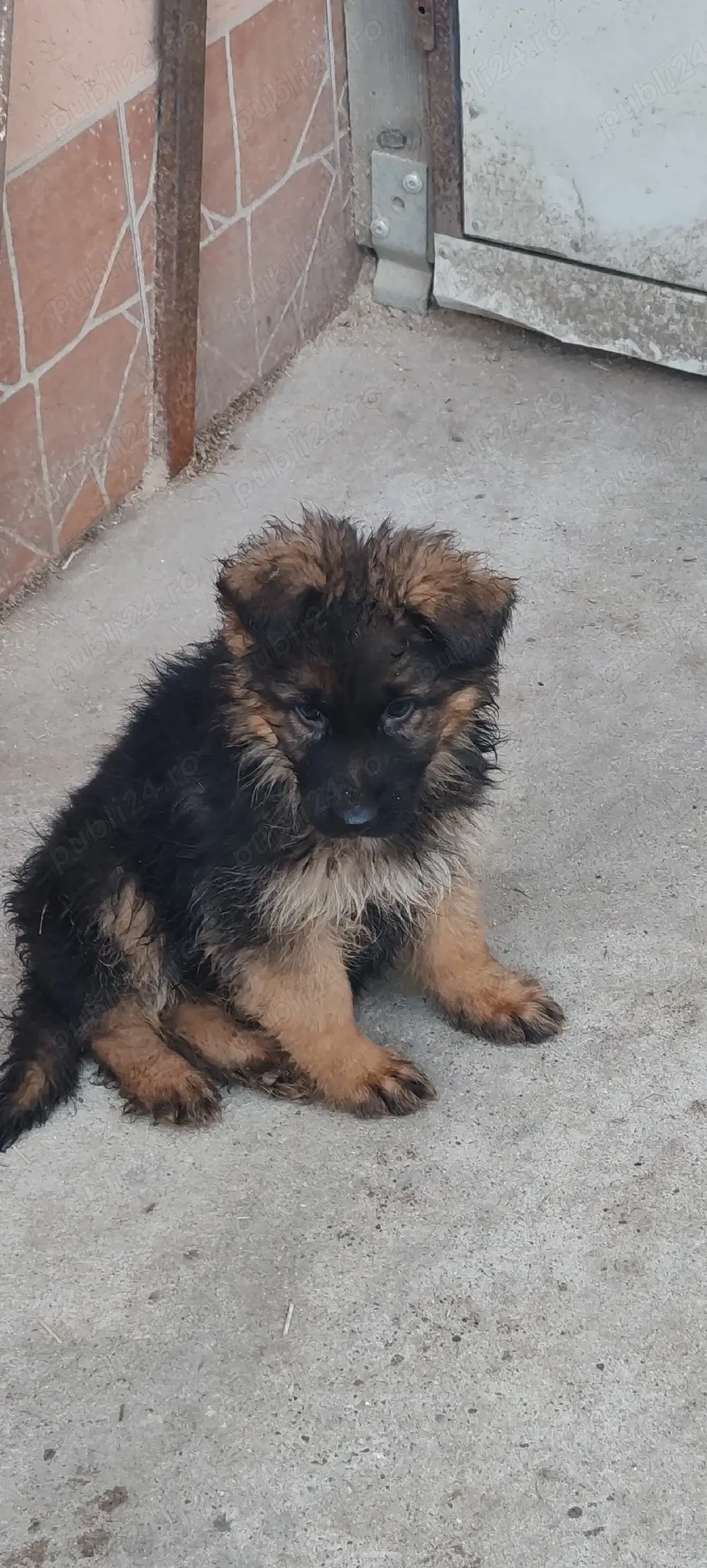 pui ceobanesc german cu păr lung 