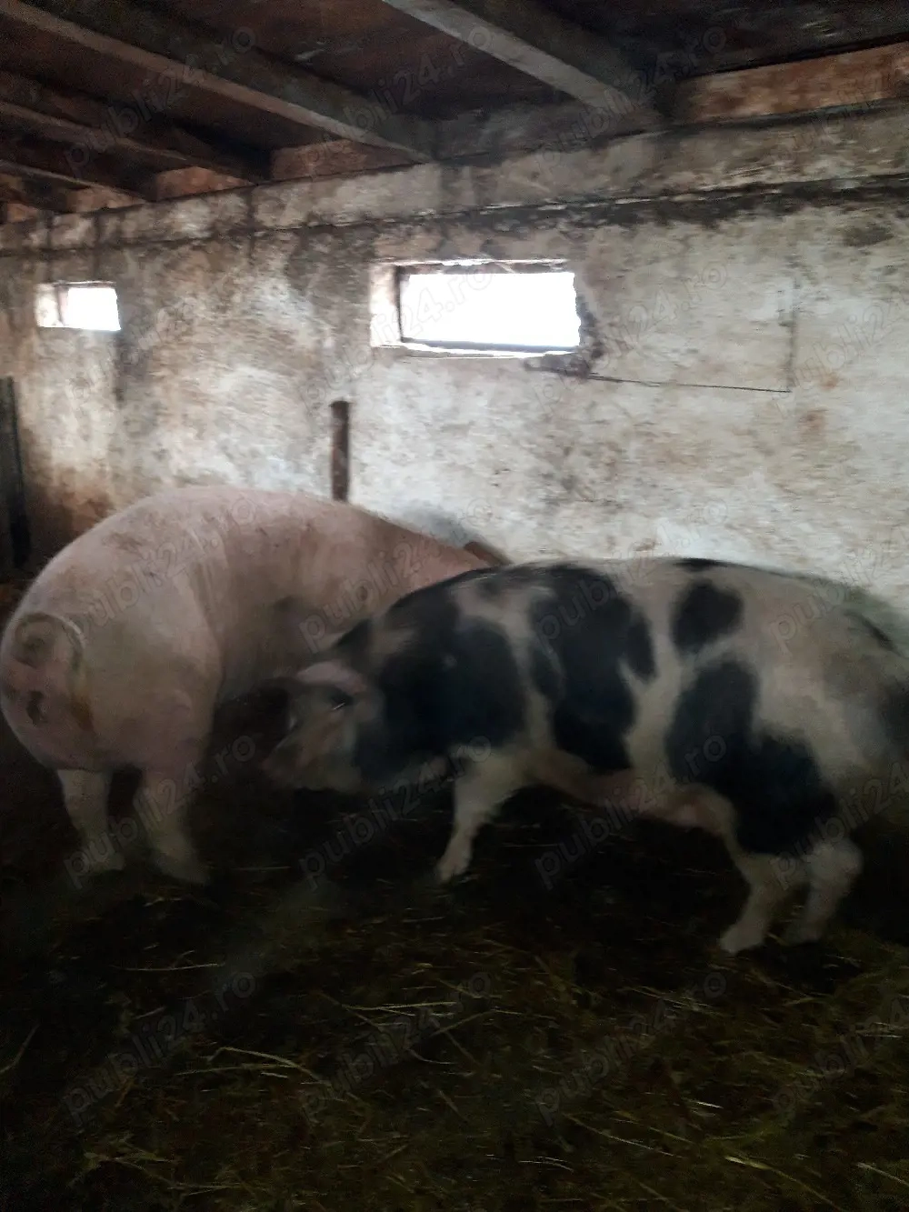 Purcele  pentru monta 