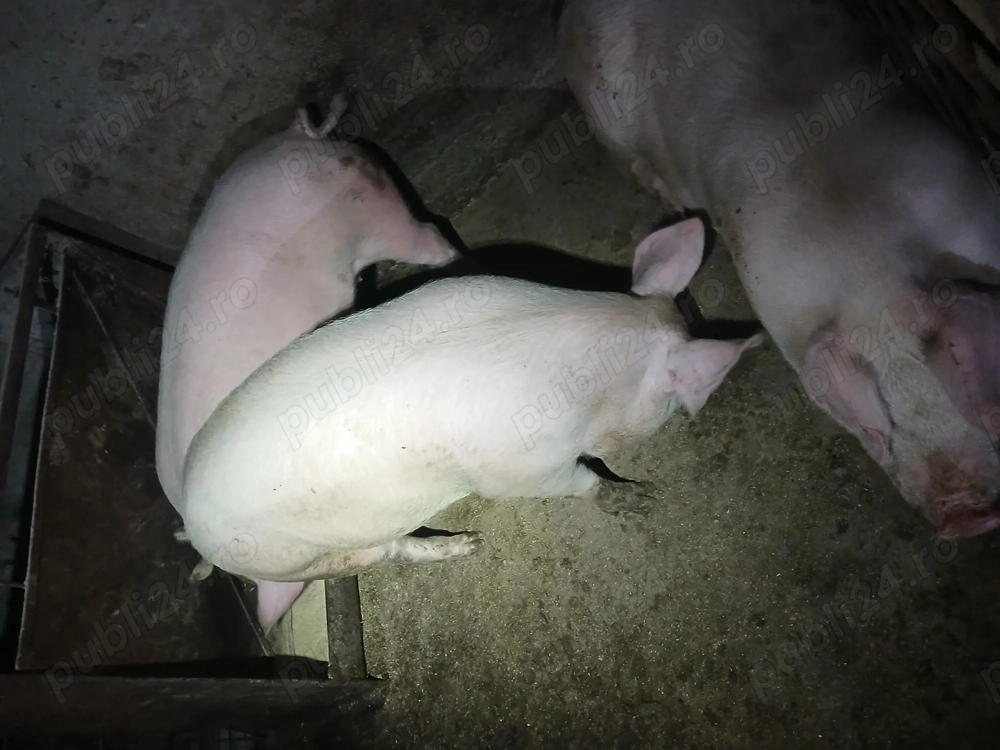 Porc viu sau carcasă crescuți natural. 