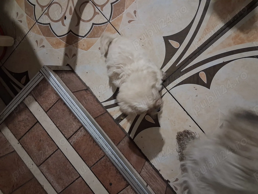 Vând puii de bichoni