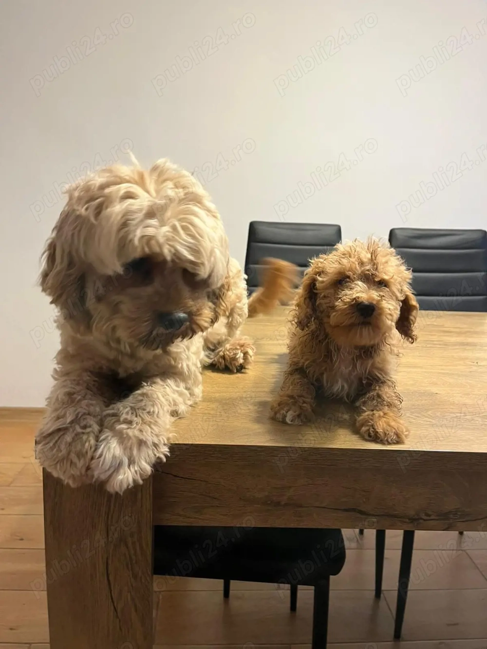 Pudel toy fetițe baieti