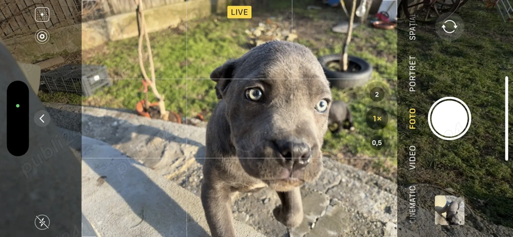 Vând pui Cane Corso vaccinați și deparazitați 