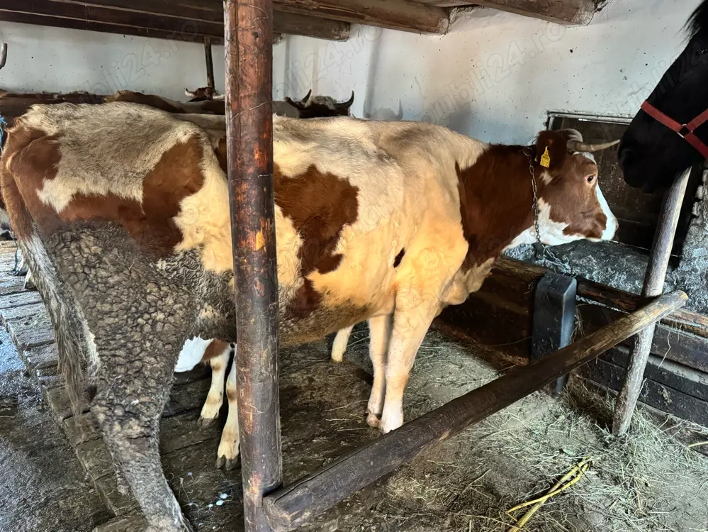 vand vacă cu vițel 