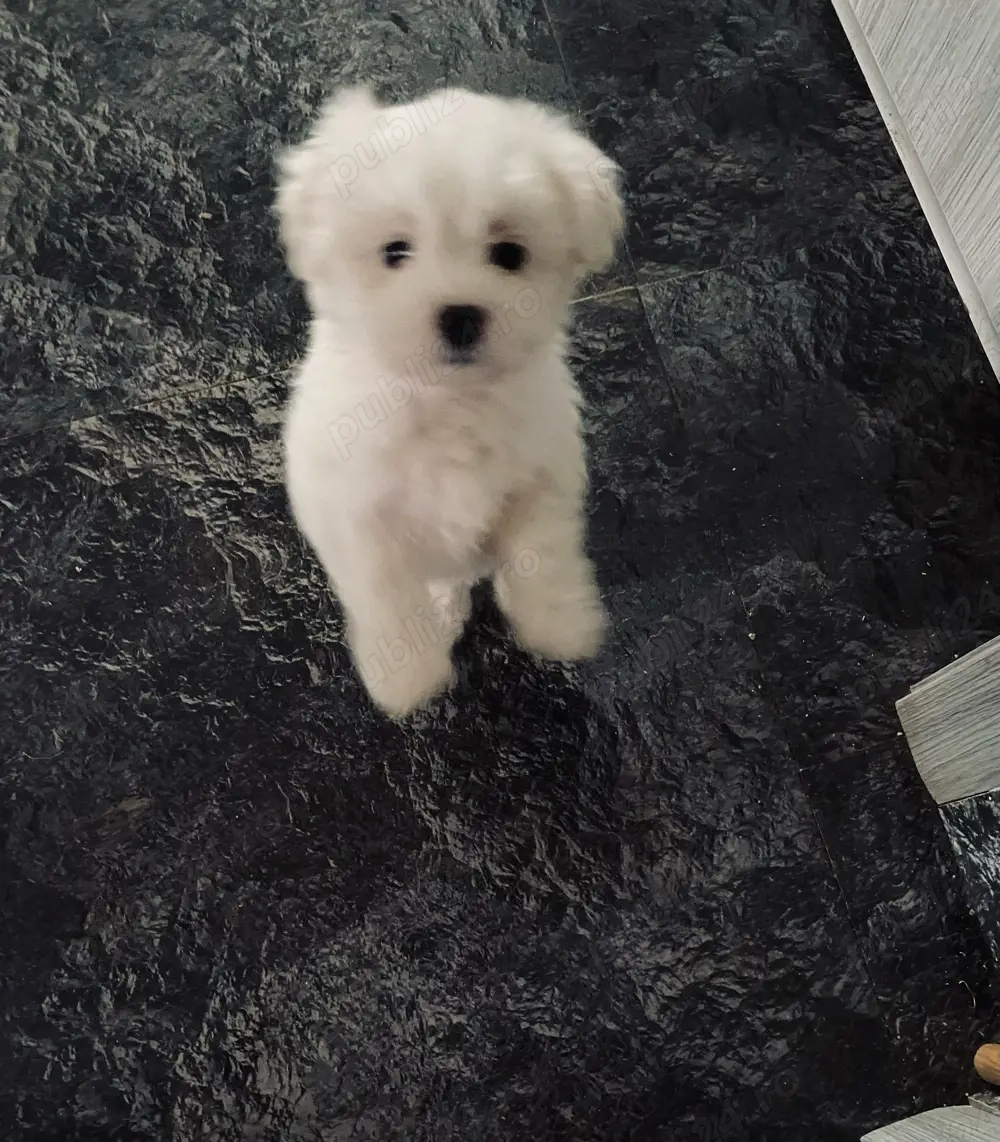 Vand pui bishon talie mica 7 saptamani baietel