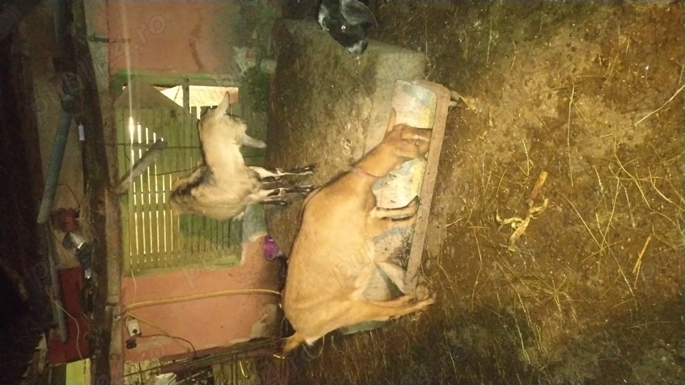 Capre gestante la a 2 fatare 