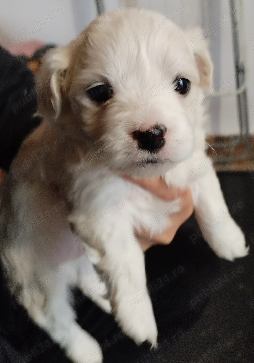 Bichoni foarte dragalasi