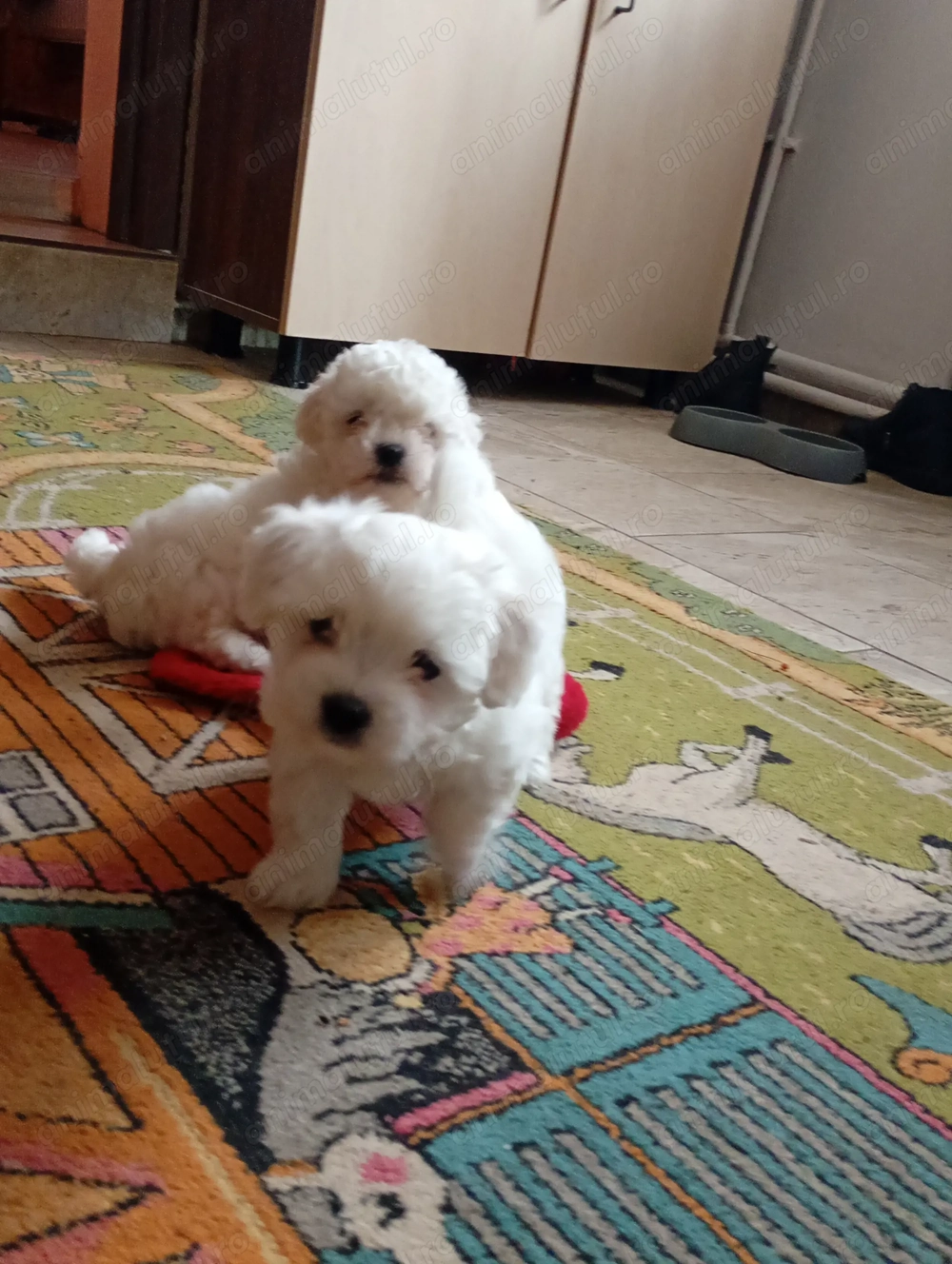 Căței bușon mini toy