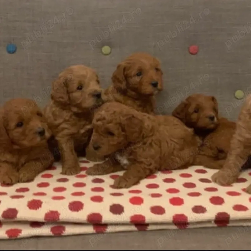 Pui de pudel drăguți