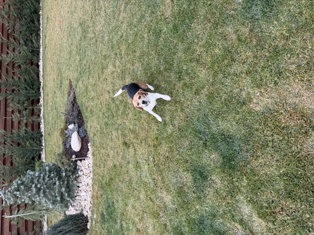 Beagle de vânzare!