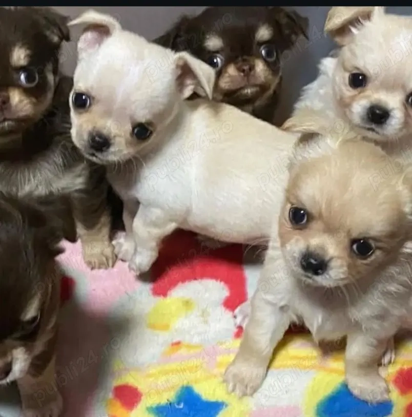 Pui adorabili de Chihuahua