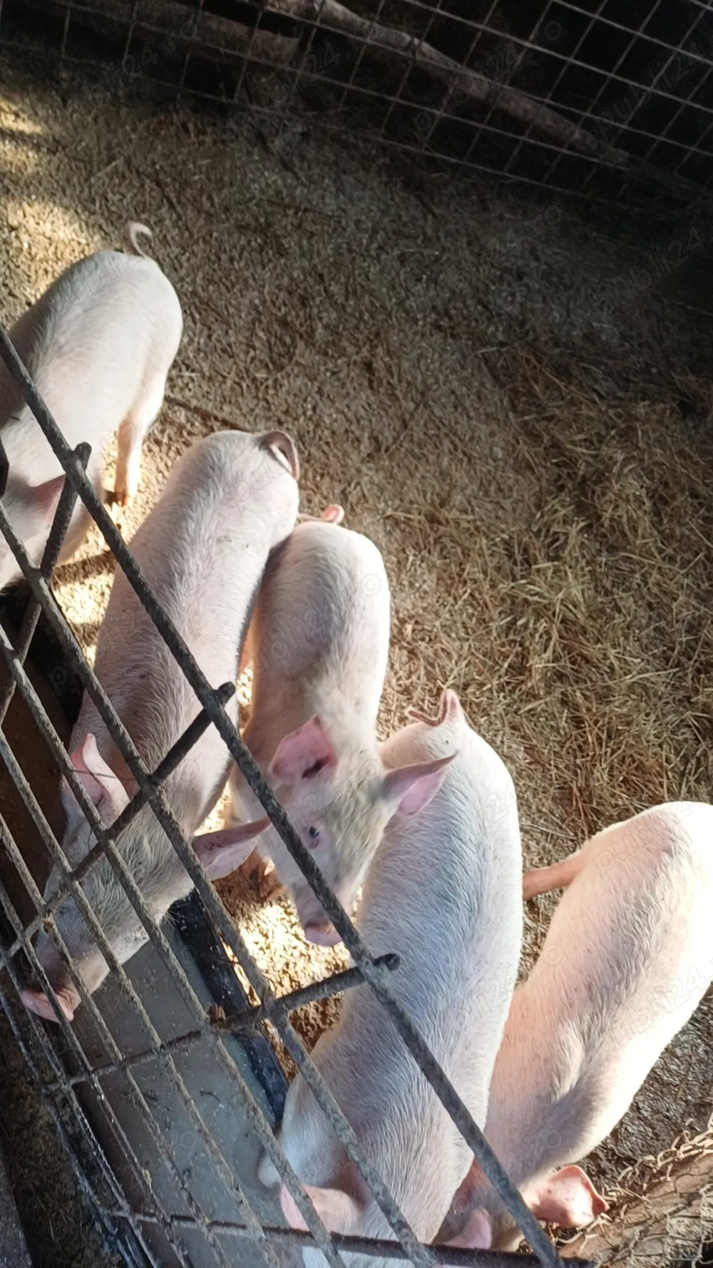 Vand purcei pret de la 500 lei <600lei