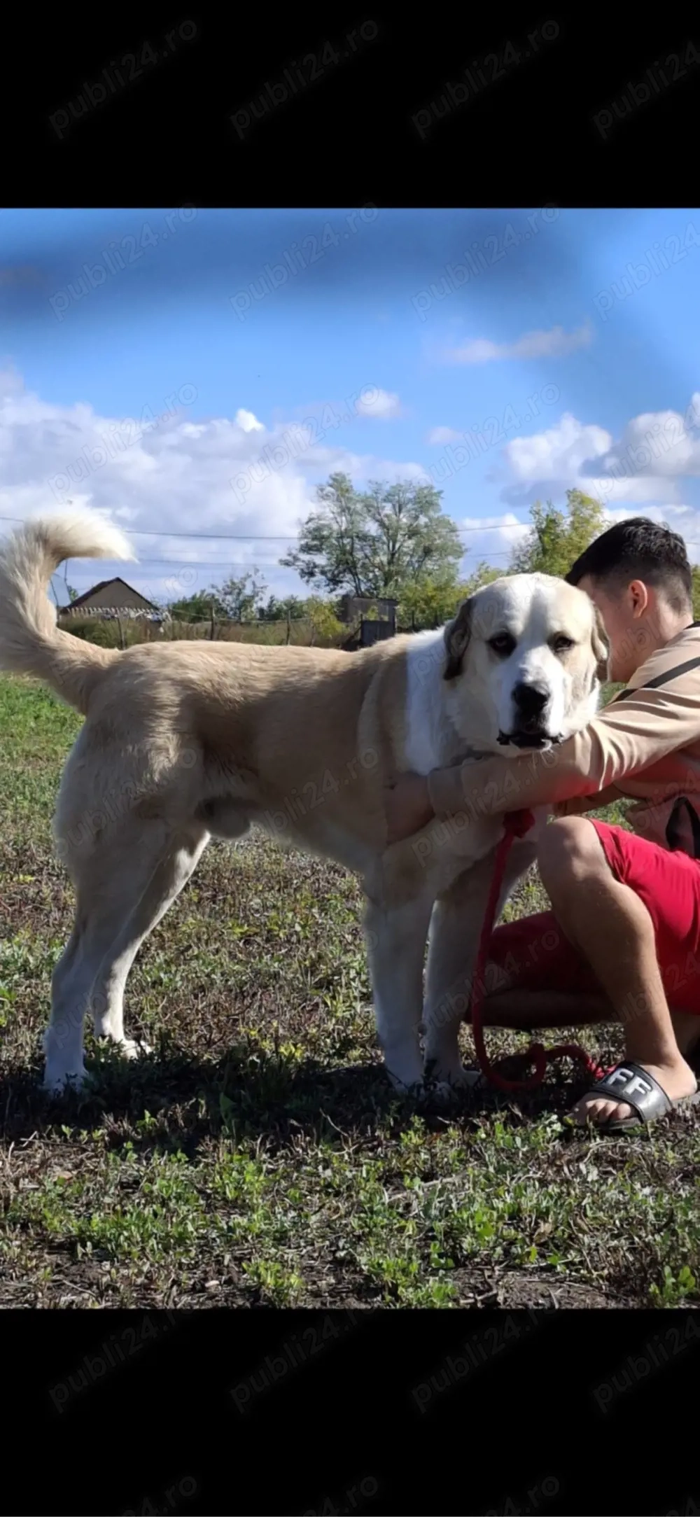 de vanzare mascul ciobanesc bun de paza 
