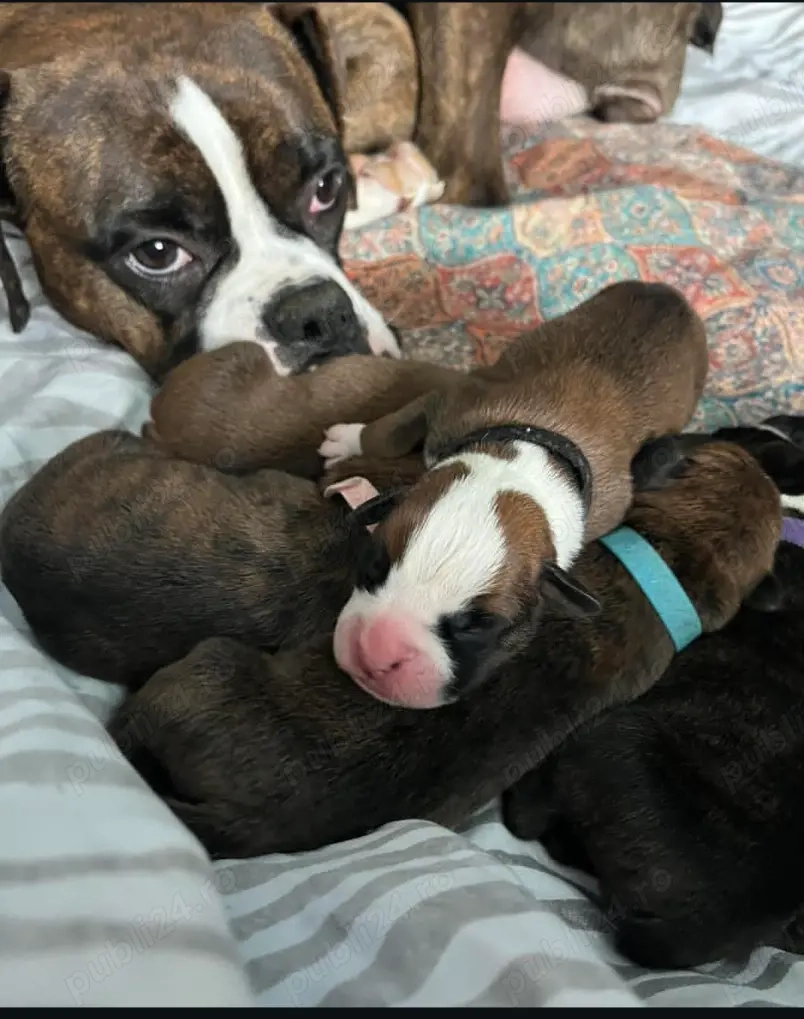 Pui de boxer frumoși 