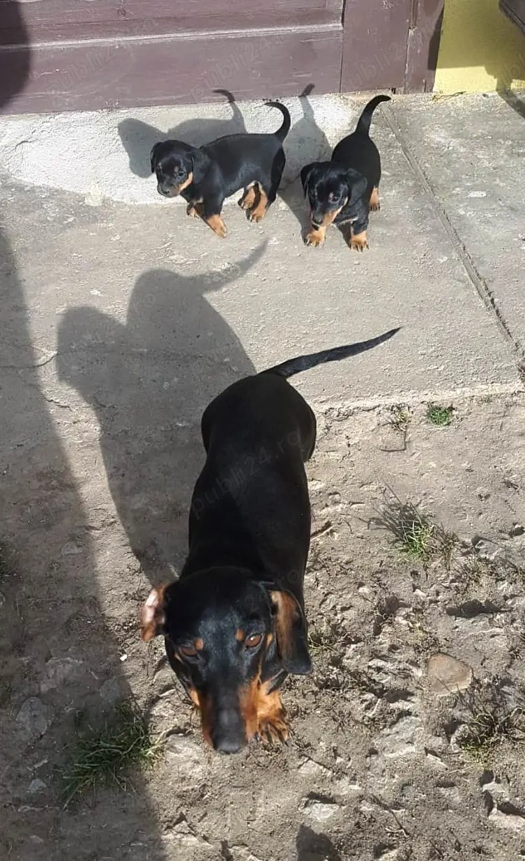 Vând teckel mascul 5 săptămâni