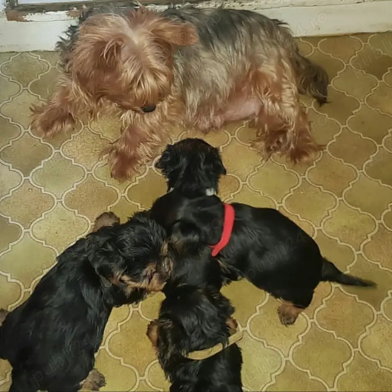 Pui frumoși din rasa Yorkshire 