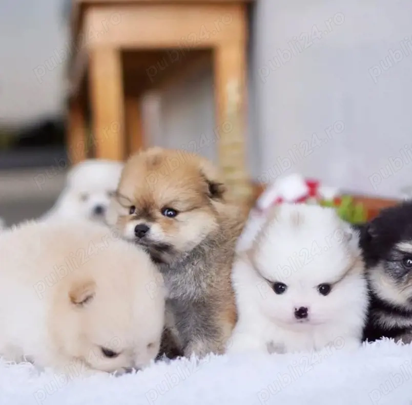 Pui de pomeranian sănătoși 