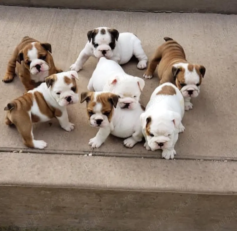 Pui de bulldog englez sănătoși 