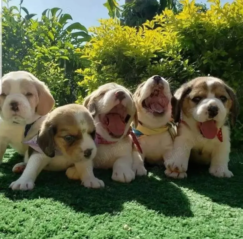 Pui drăguți de beagle 