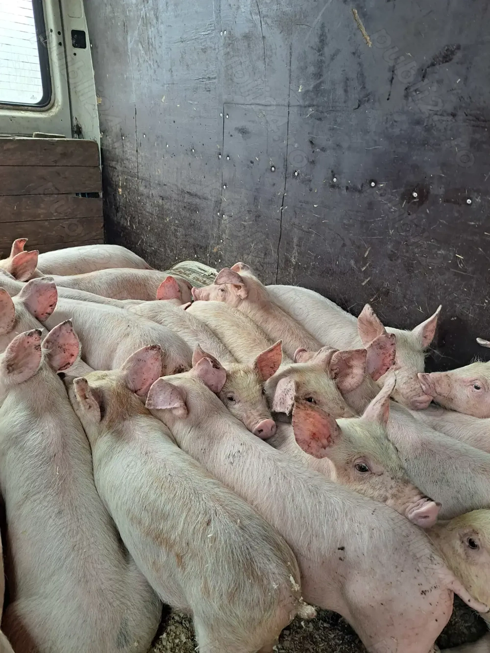 purcei rasa carne10 12 saptamani 