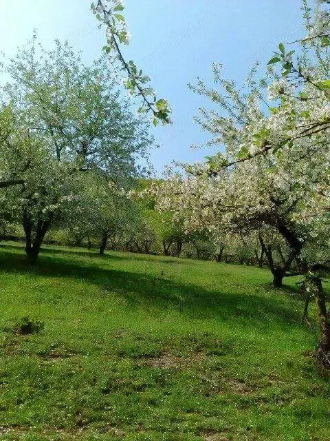 Teren de vânzare 