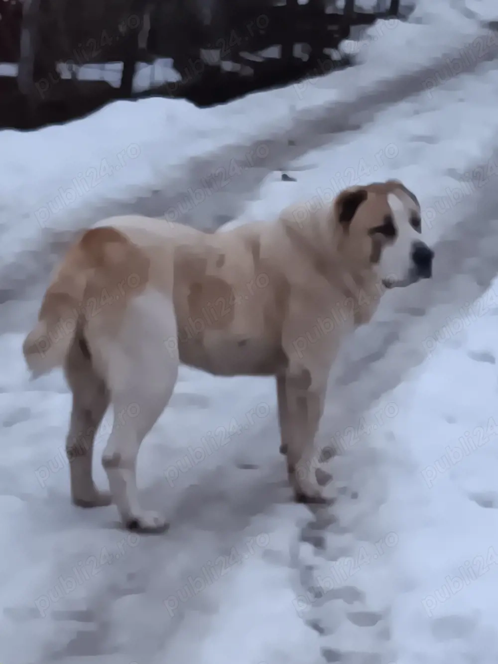 cane de asia centrala 