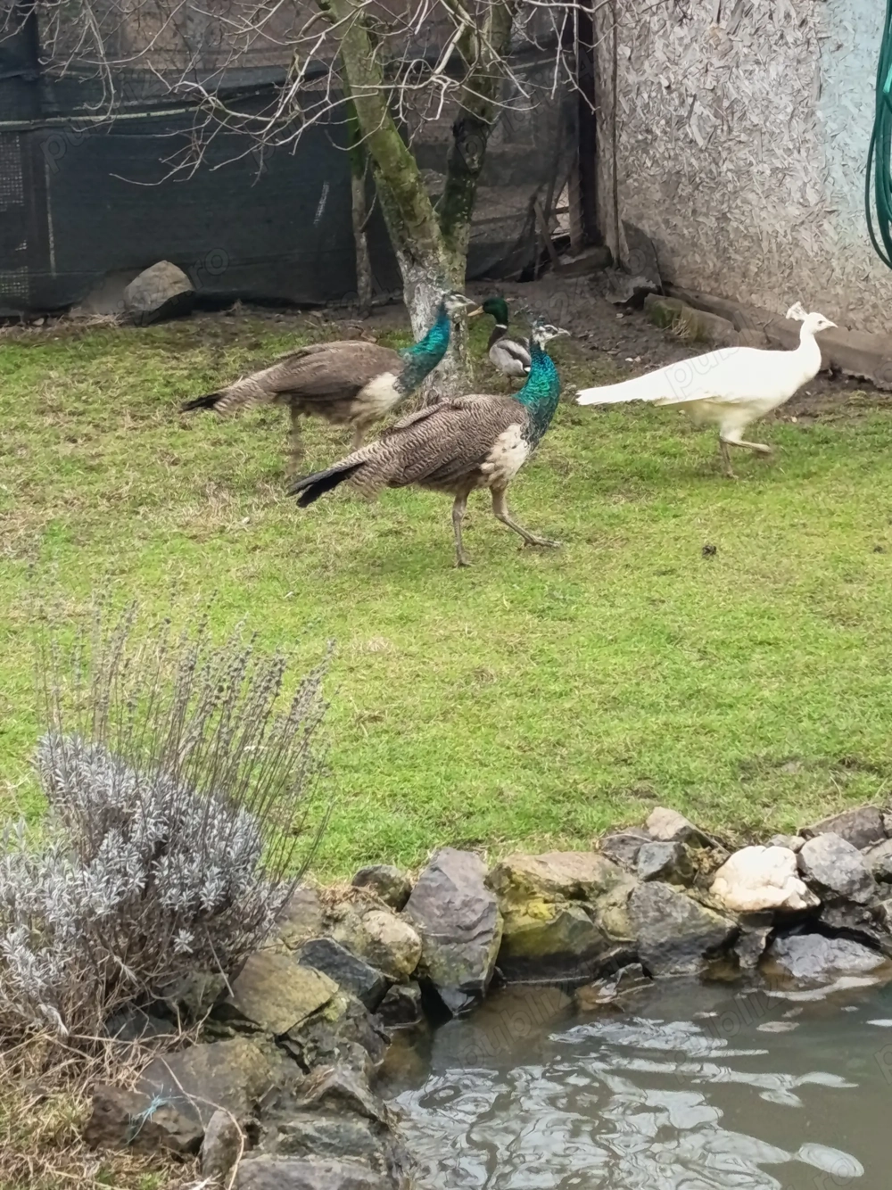 Pauni Vând doi pui de păun 